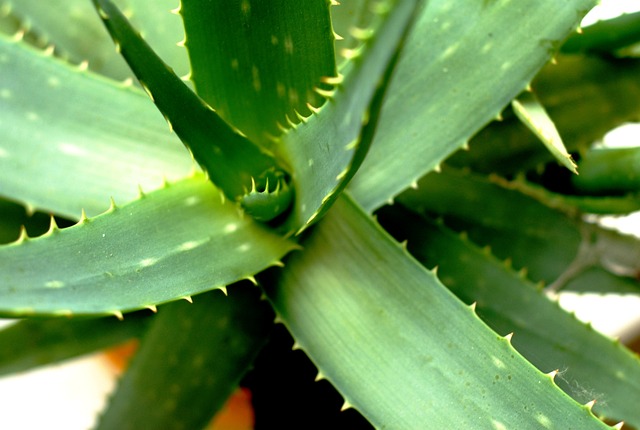 DIY skincare with aloe vera